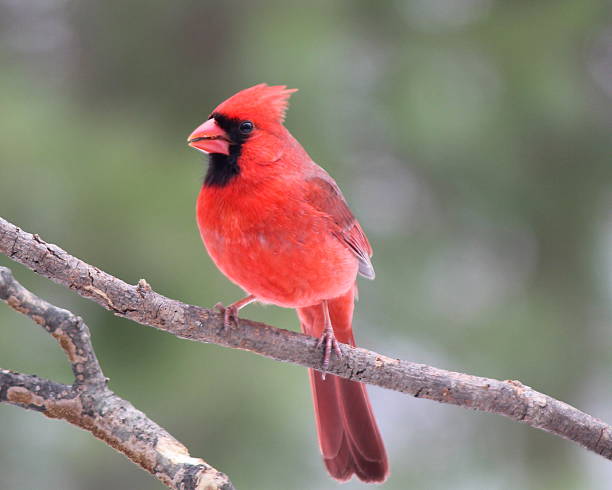 istock Northern Cardinal on a Branch 478810249