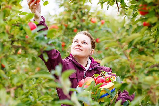 istock Young woman picking red apples in an orchard 478810908