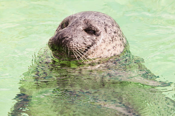 istock Cute seal in basin. Swimming and playing. 478811043