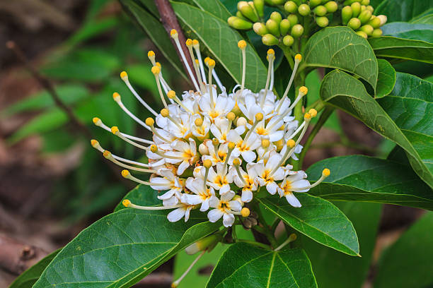 istock beautiful wild flower in forest 478811342