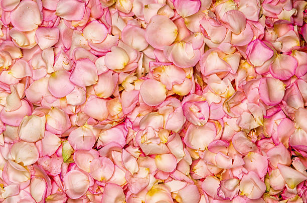 istock Pink rose petal background 478811906