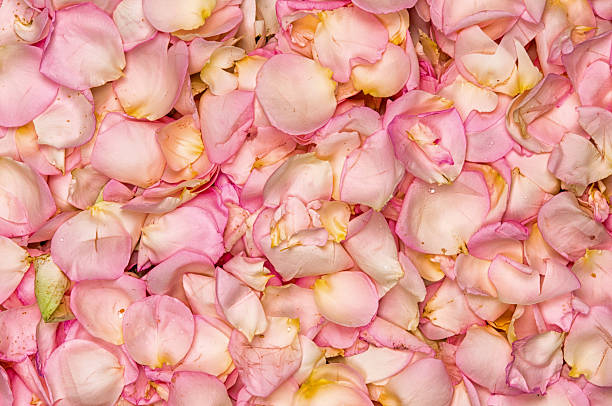 istock Pink rose petal background 478811908