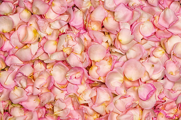 istock Pink rose petal background 478811912