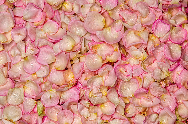istock Pink rose petal background 478811916