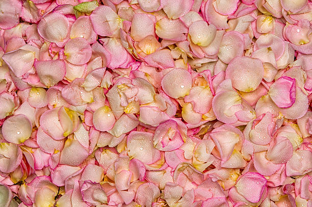 istock Pink rose petal background 478811920