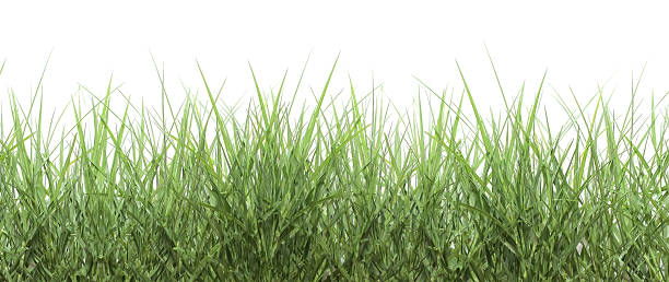 istock Green grass isolated on white background 478811972