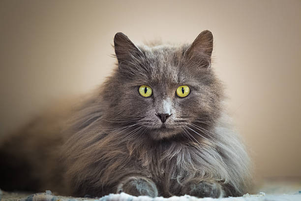 istock Beautiful cat lying close to and looking into camera 478812764