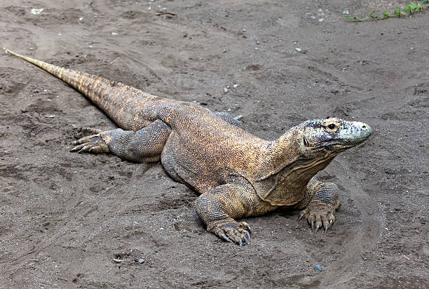 istock Huge monitor lizard on grey sand 478815292