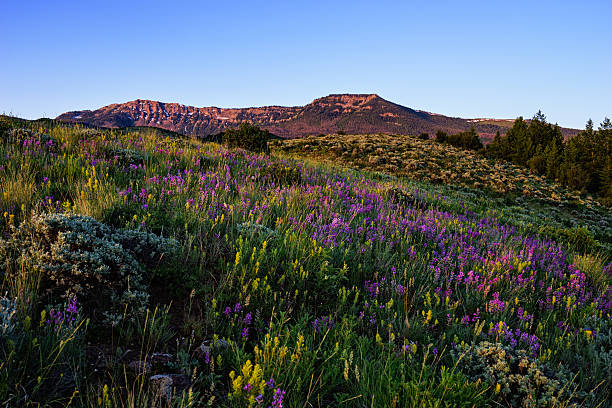 istock Mountain Wildflower Landscape Scenic 478815656