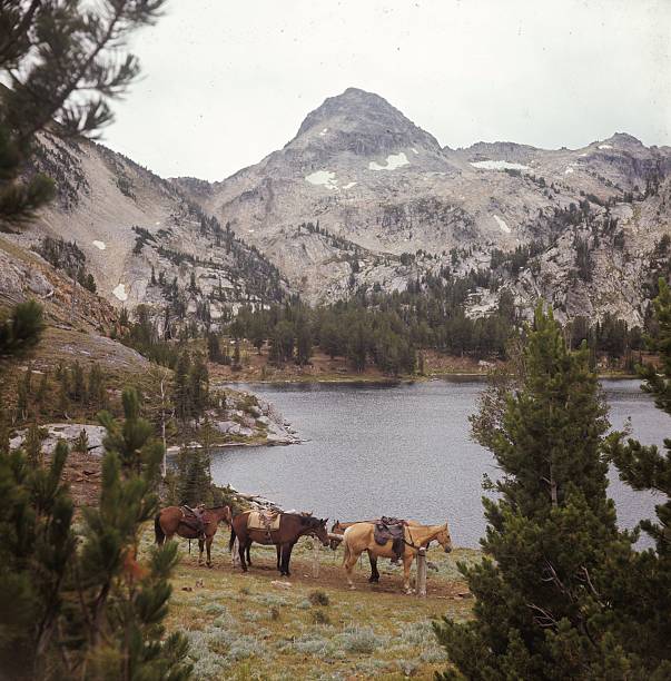 Lago de montanha e equinos - fotografia de stock