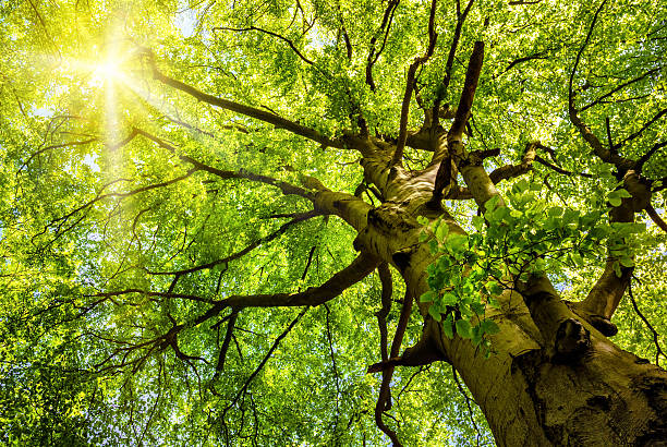 sole splende attraverso un vecchio faggio - copertura di alberi foto e immagini stock