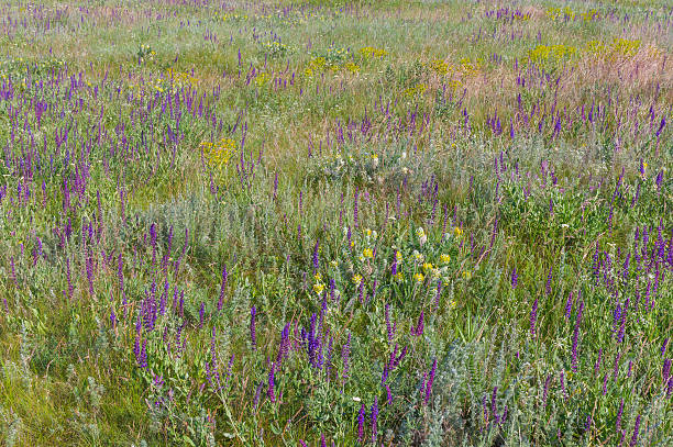 istock Summer field with wild sage flowers 478816784