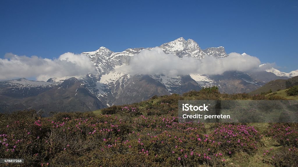 Snow capped Kongde Ri and meadow full of pink wildflowers Spring scene near Namche Bazar. Everest National Park. 2015 Stock Photo