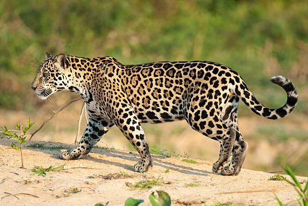 Jaguar, Panthera onca Jaguar in Pantanal region, Brazil pantanal wetlands photos stock pictures, royalty-free photos & images