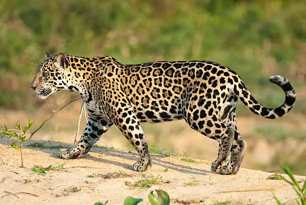 Photo of Jaguar, Panthera onca