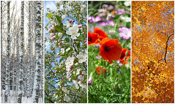 Winter, spring, summer, autumn. Four seasons. Nature in winter, spring, summer and autumn. Four seasons. four objects photos stock pictures, royalty-free photos & images