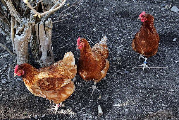 chicken chickens in the open land position aufzucht stock pictures, royalty-free photos & images