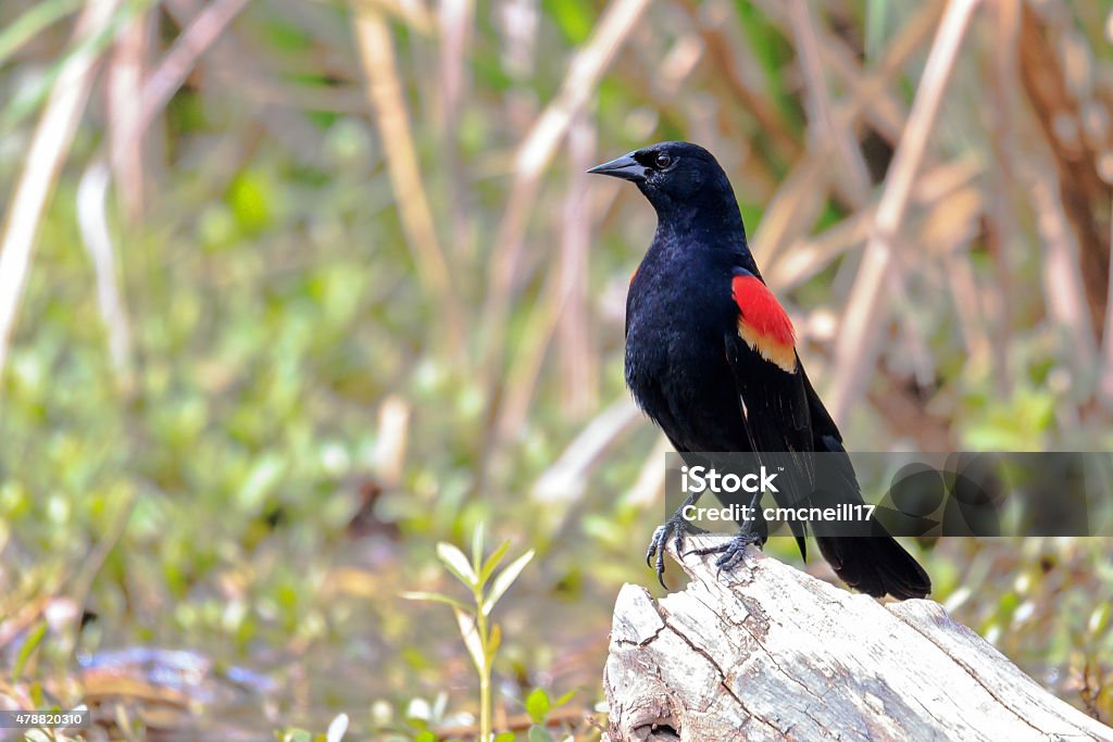 Red-winged Blackbird A male red-winged blackbird sitting on a log 2015 Stock Photo