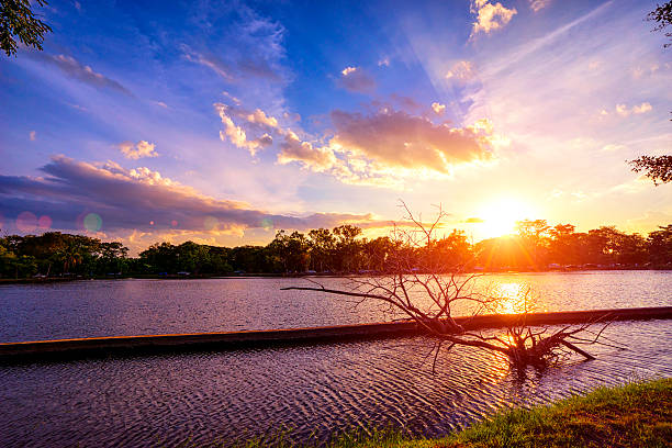 istock Sunset at national lake park with silhouette dry tree 478820522