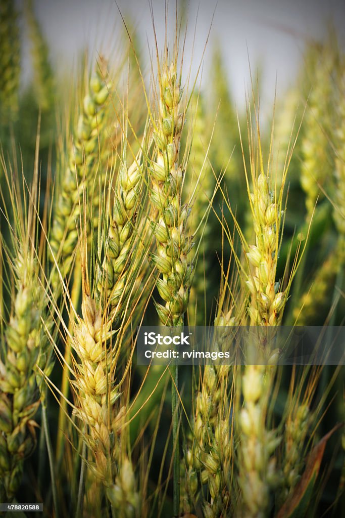 Wheat Crop Wheat Crop during  early morning. 2015 Stock Photo