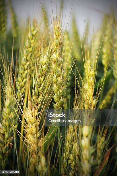 Wheat Crop Stock Photo - Download Image Now - 2015, Agricultural Field, Agriculture