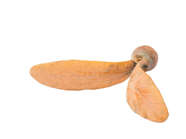 istock Dipterocarpus alatus Roxb isolated on white background. 478820890
