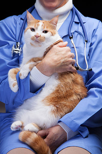 istock Veterinarian with house cat 478821190