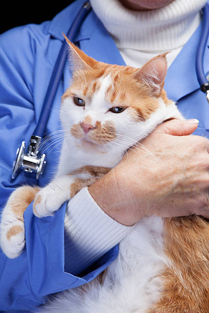 istock Veterinarian with house cat 478821198