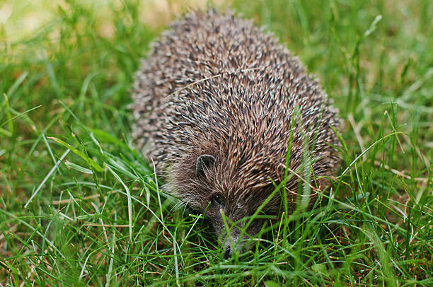 istock hedgehog on the green grass 478821328