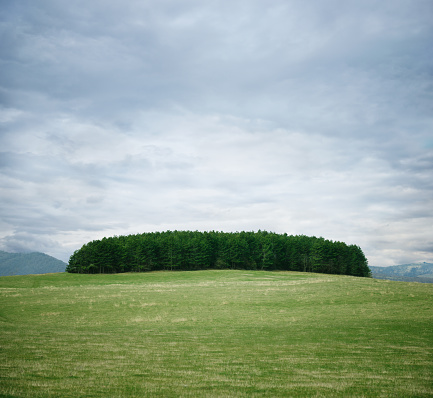 A stand of fir trees in the middle of a green field under a cloudy sky