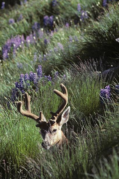 deer Buck em relva e wildflowers - fotografia de stock