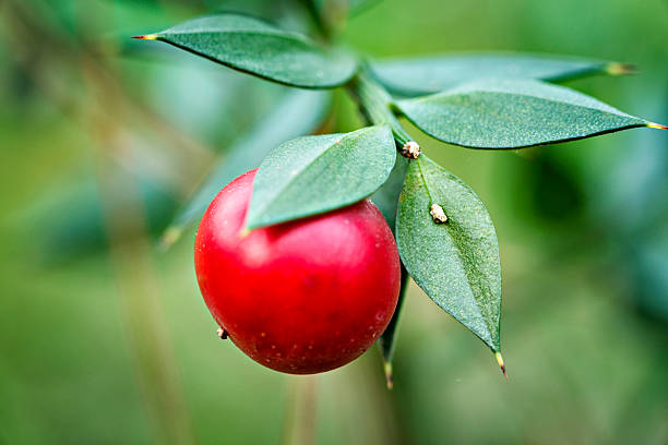 ruscus aculeatus - single flower small agriculture nature zdjęcia i obrazy z banku zdjęć