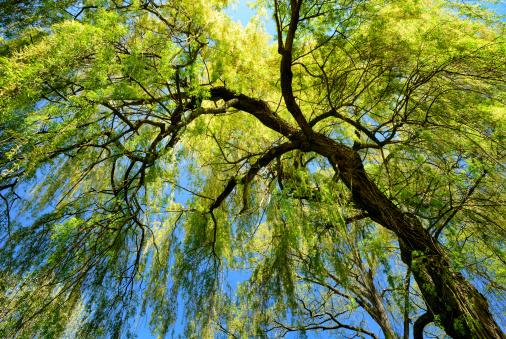 Worm's-eye view of a fresh green weeping willow with spring's clear blue sky in the background
