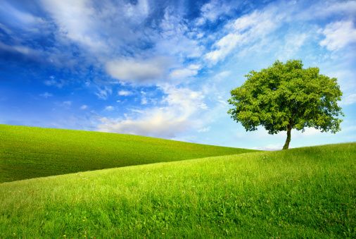 Scenic paradise with a single tree on top of a green hill, blue sky and white clouds and another hilly meadow in the background