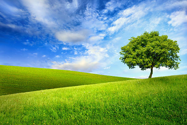 Single tree on top of a green hill Scenic paradise with a single tree on top of a green hill, blue sky and white clouds and another hilly meadow in the background single tree stock pictures, royalty-free photos & images