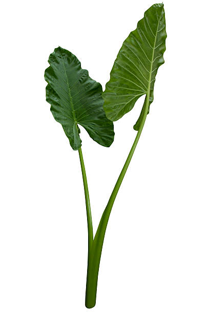 istock Tropical green leaf isolated on white with clipping path 478822685