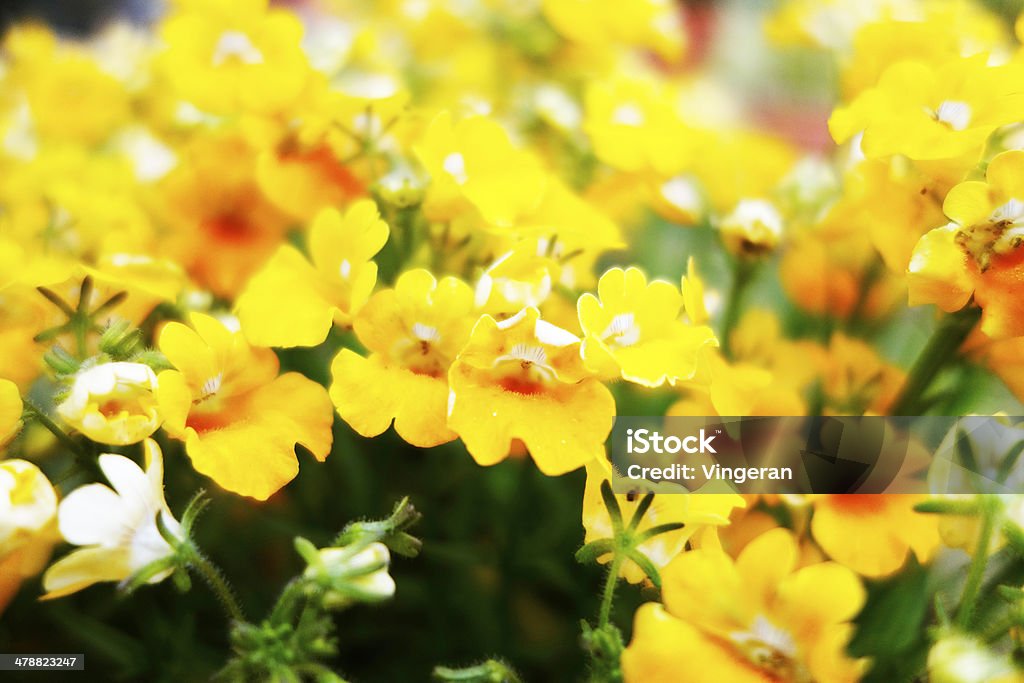 Spring Yellow flowers in spring Beauty In Nature Stock Photo