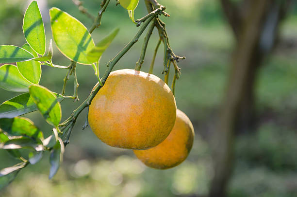 istock Orange tree with ripe fruits 478823349