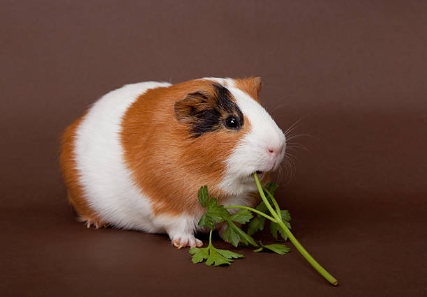 istock guinea-pig is eating verdure 478824161