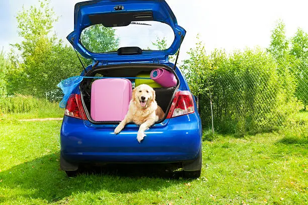 Dog and bags and other luggage in the trunk of the car on the back yard ready to go for vacation
