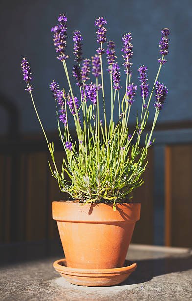 Lavender in a small clay pot stock photo