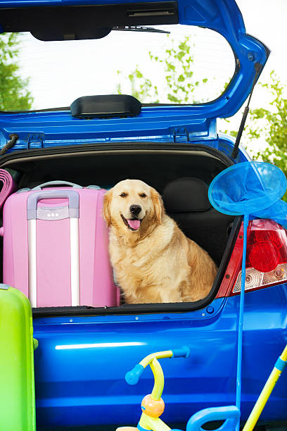 istock Dog and luggage in the trunk 478824575