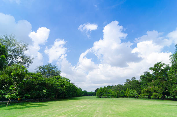 istock Green Lawn and Trees in a Peaceful Park 478824684