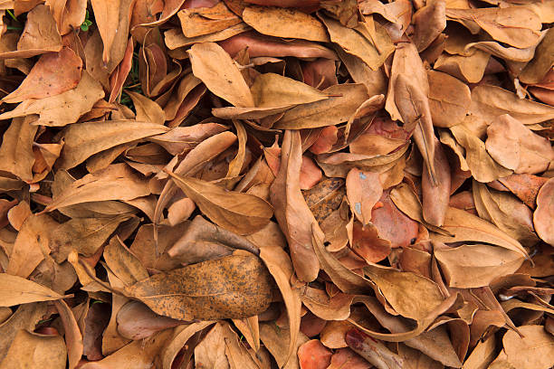 istock Dry leaves on the ground 478825169