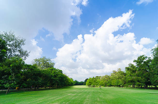 istock Green Lawn and Trees in a Peaceful Park 478825238
