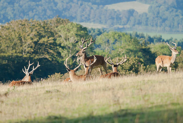 dziki red deer stags - exmoor national park zdjęcia i obrazy z banku zdjęć