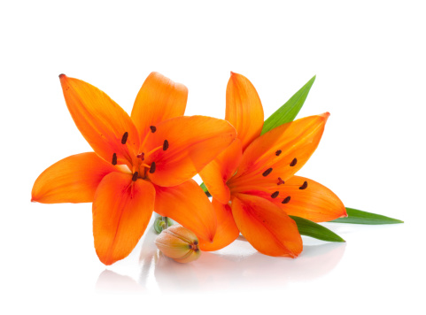 Two orange lily. Isolated on white background