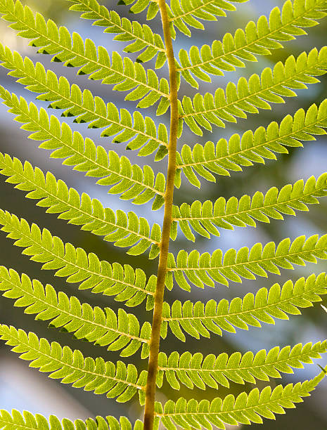 istock green fern leaves 478831101