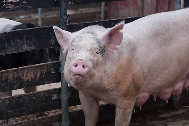 istock Mother pig looking straight at the camera 478831343