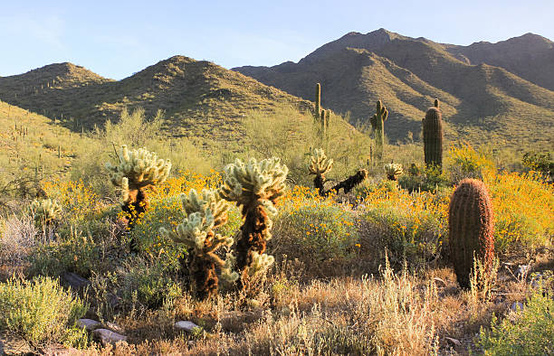 desierto de sonora en flor - cactus blooming southwest usa flower head fotografías e imágenes de stock